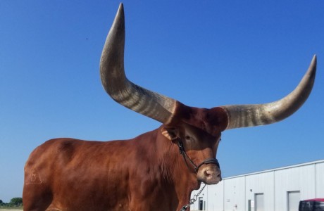 Oliver the Watusi