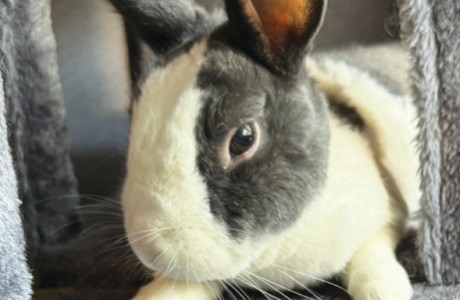 2023 Buzz Pet of the Year winners