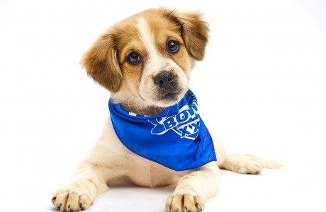 Puppy Bowl