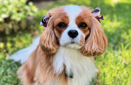 Phoebe