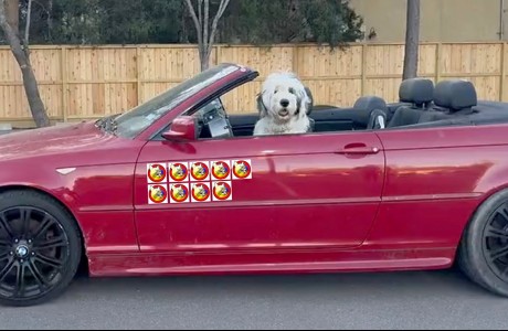 Andy the sheepdog
