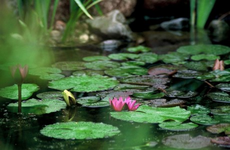 Annual Pond Tour