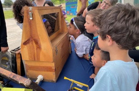 Buffalo Bayou Partnership's buzzy Summer Species series