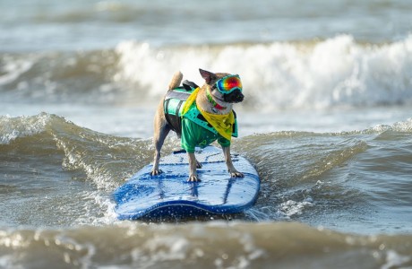 10th Annual Ohana Surf Dog Competition