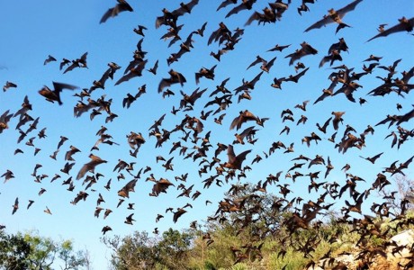 Bat Fest