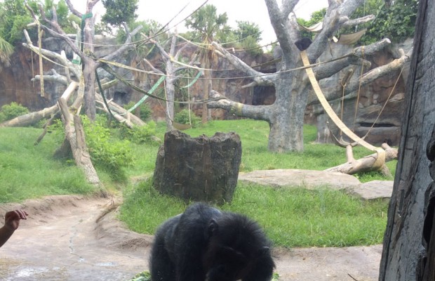 Swinging into Monkey Day - The Houston Zoo