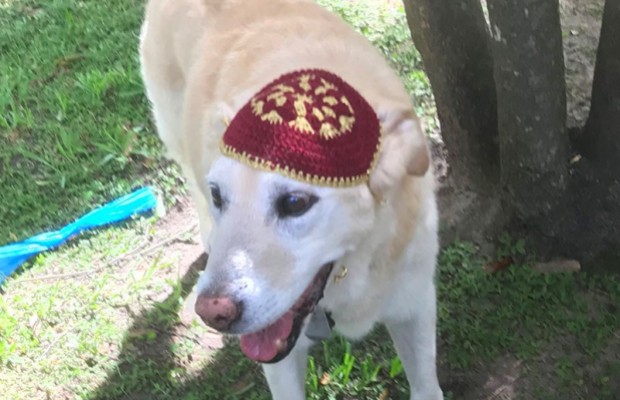 Mazel tov! Brooklyn Cyclone's mascot to celebrate bar mitzvah at