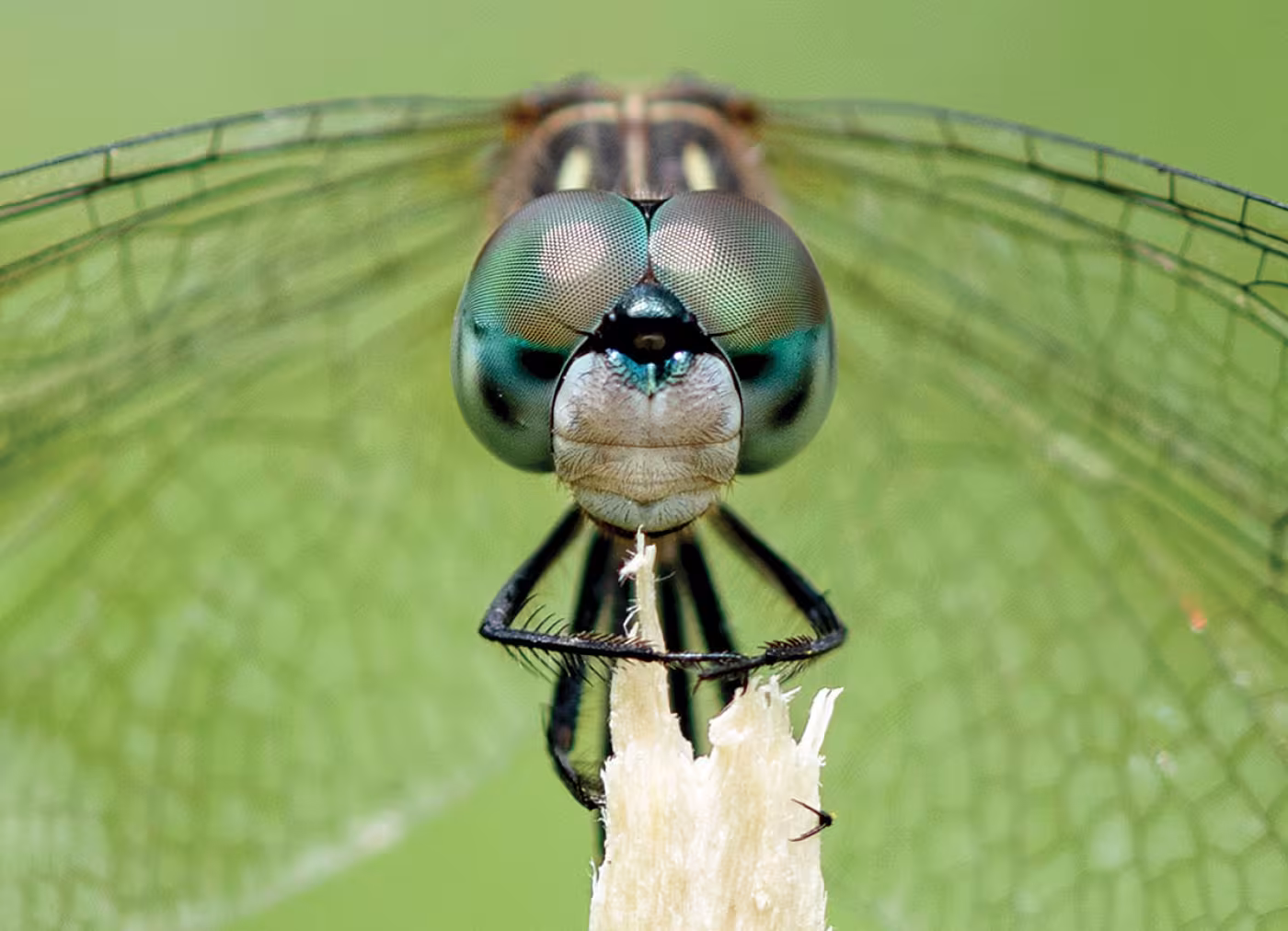 Dragonfly Eyes