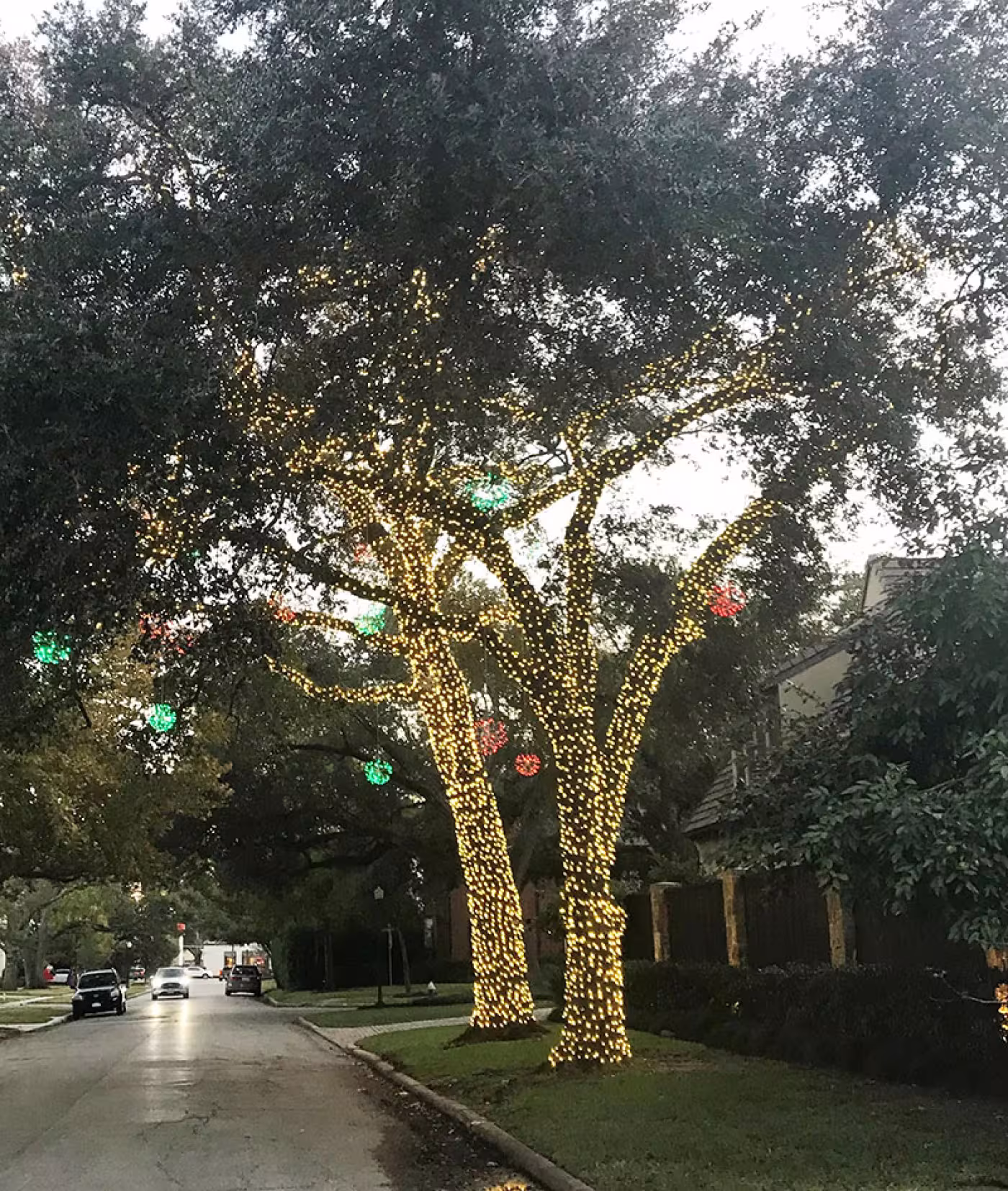 beautifully-lit tree