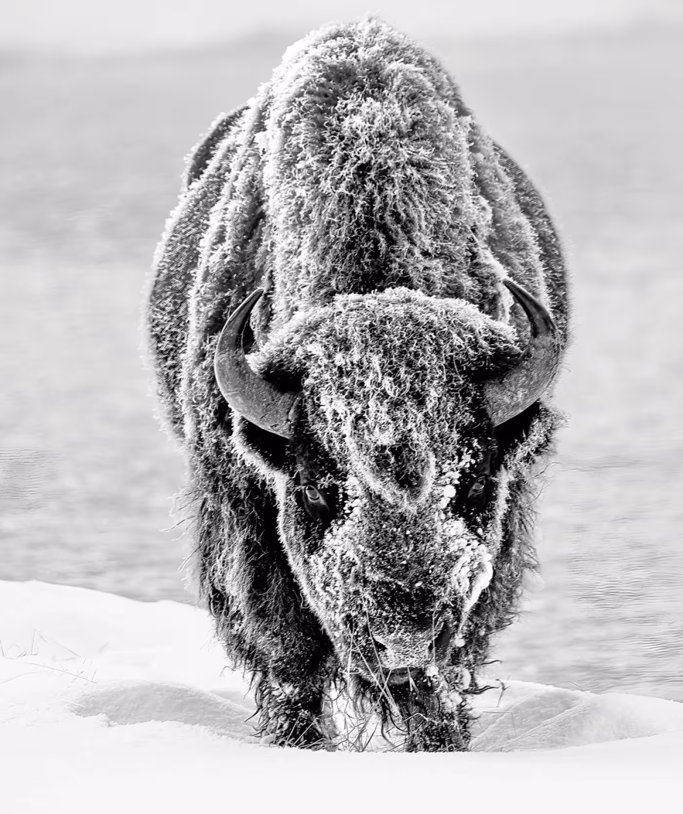 Frosted Bison @ Yellowstone