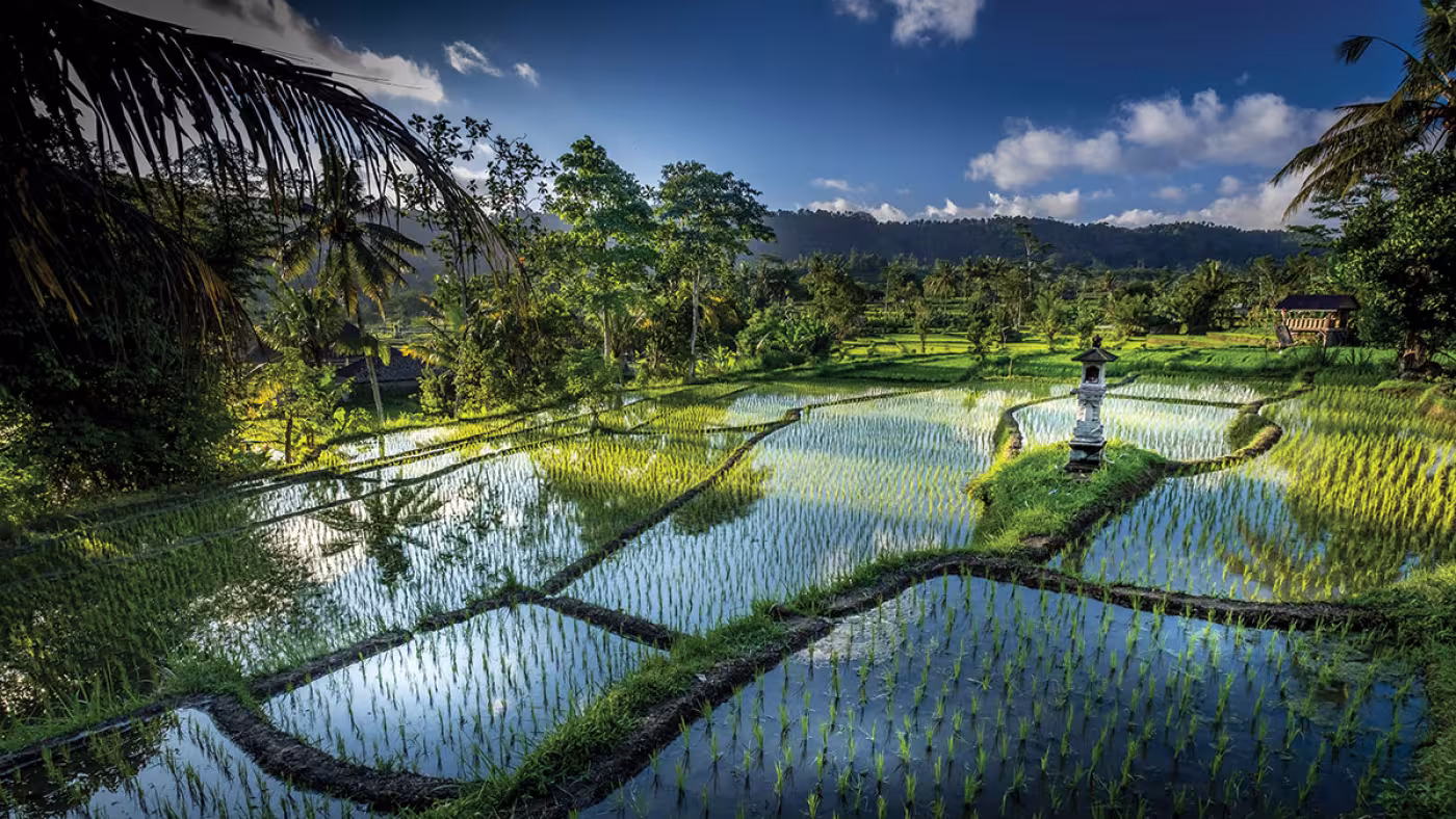 Rice Blessing-Ubud