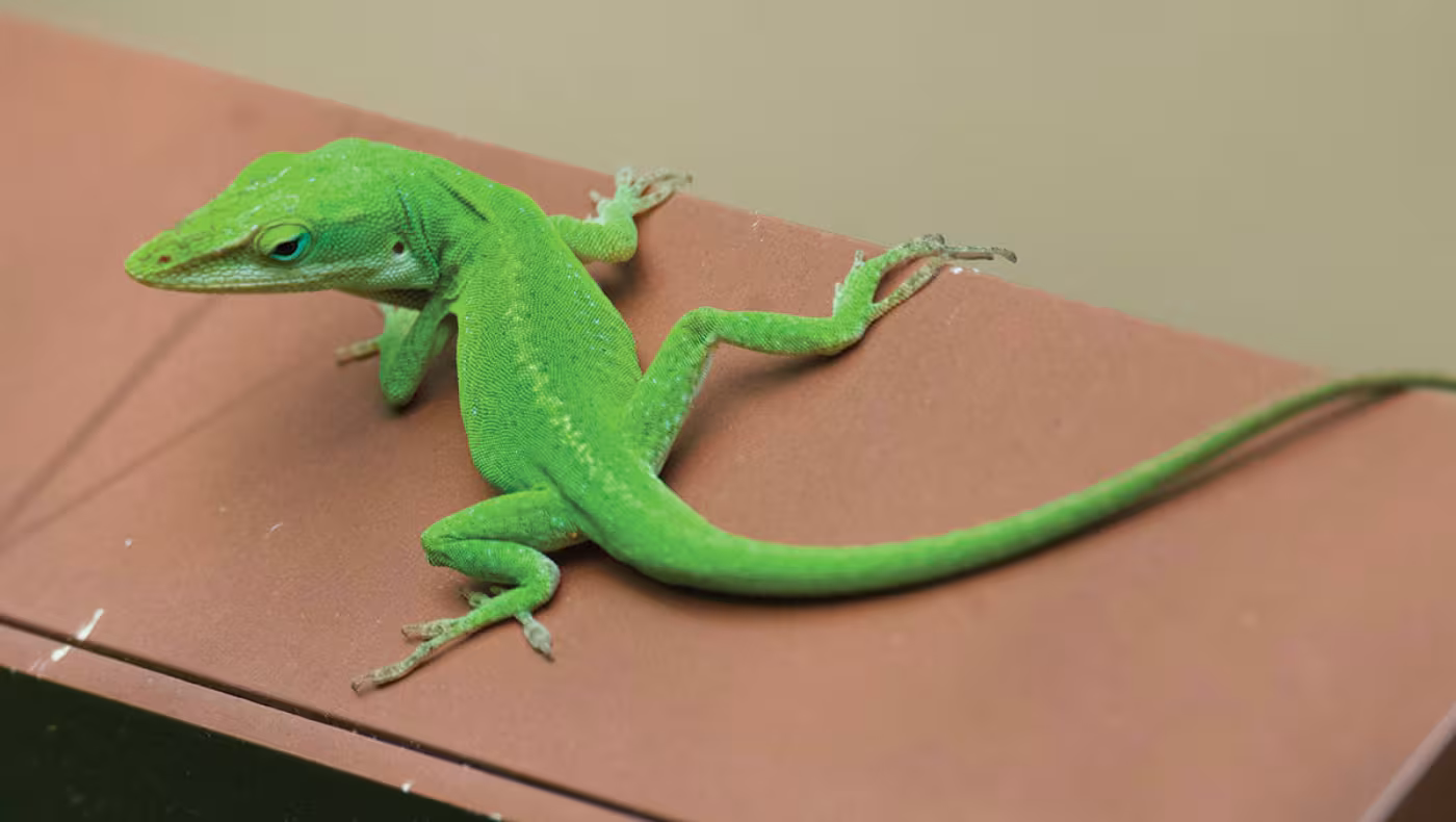Carolina anole
