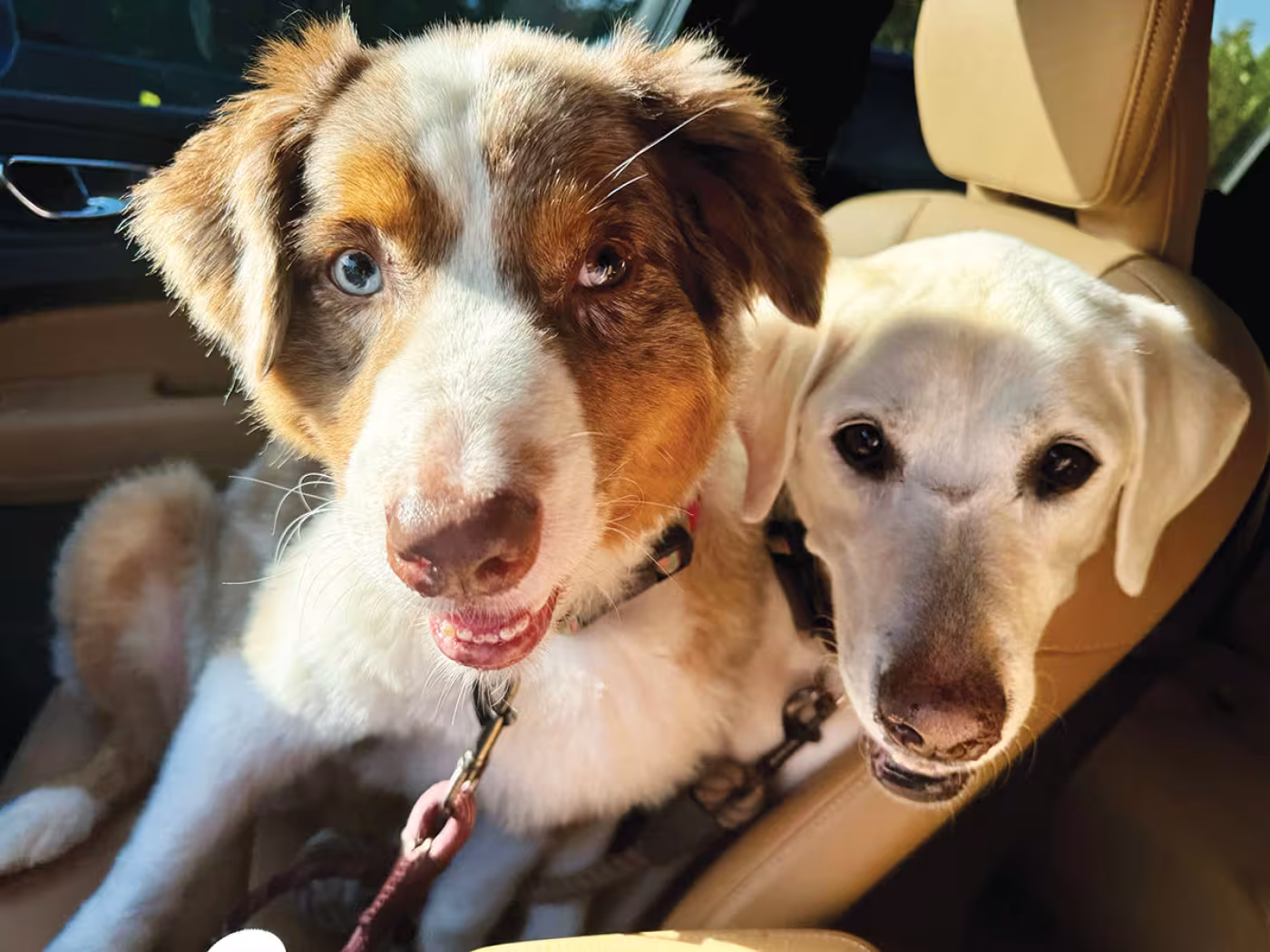 Lucky Lady and Penny Lou