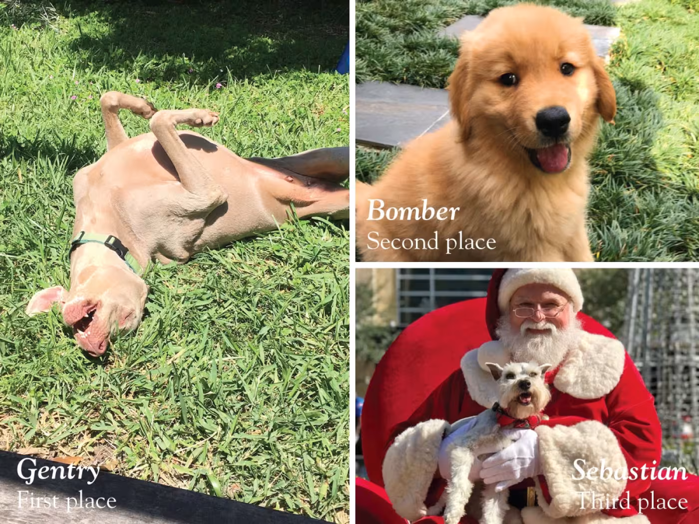 2019 Pet of the Year Contest Winners