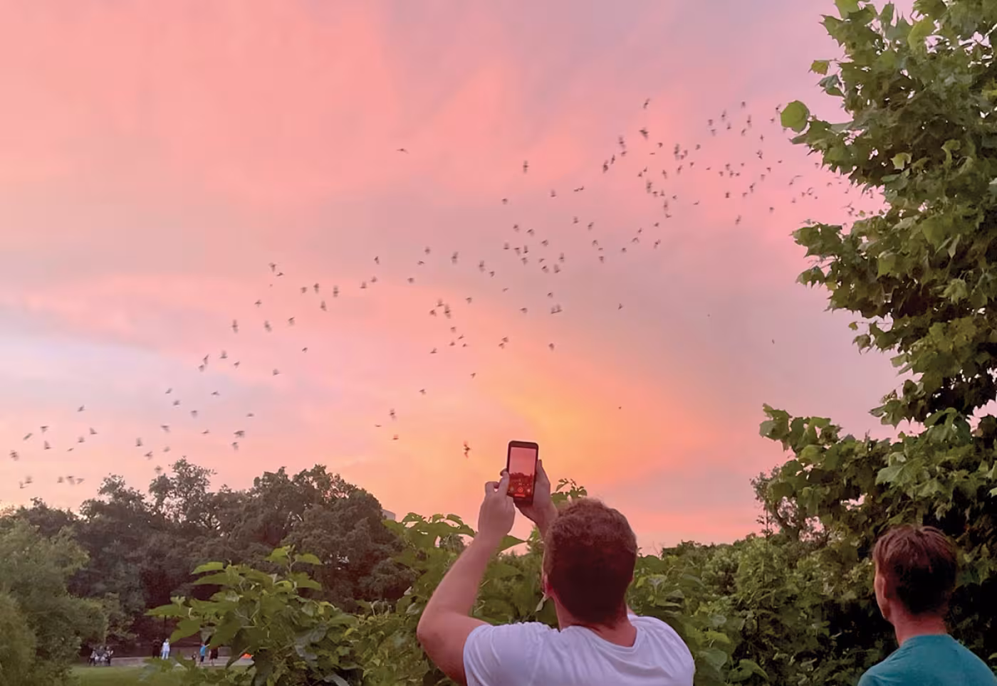 Mexican free-tailed bats