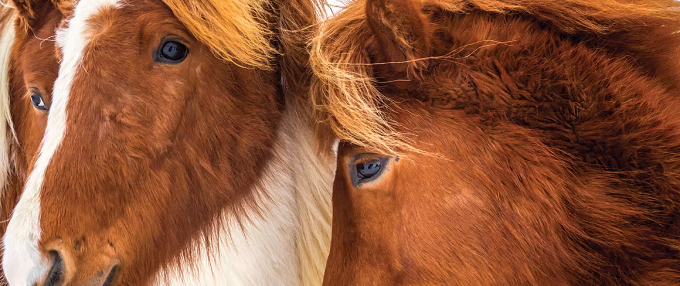 Icelandic Horses