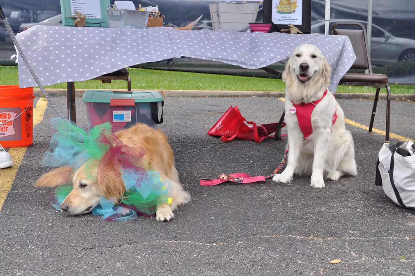 Golden Beginnings Golden Retriever Rescue