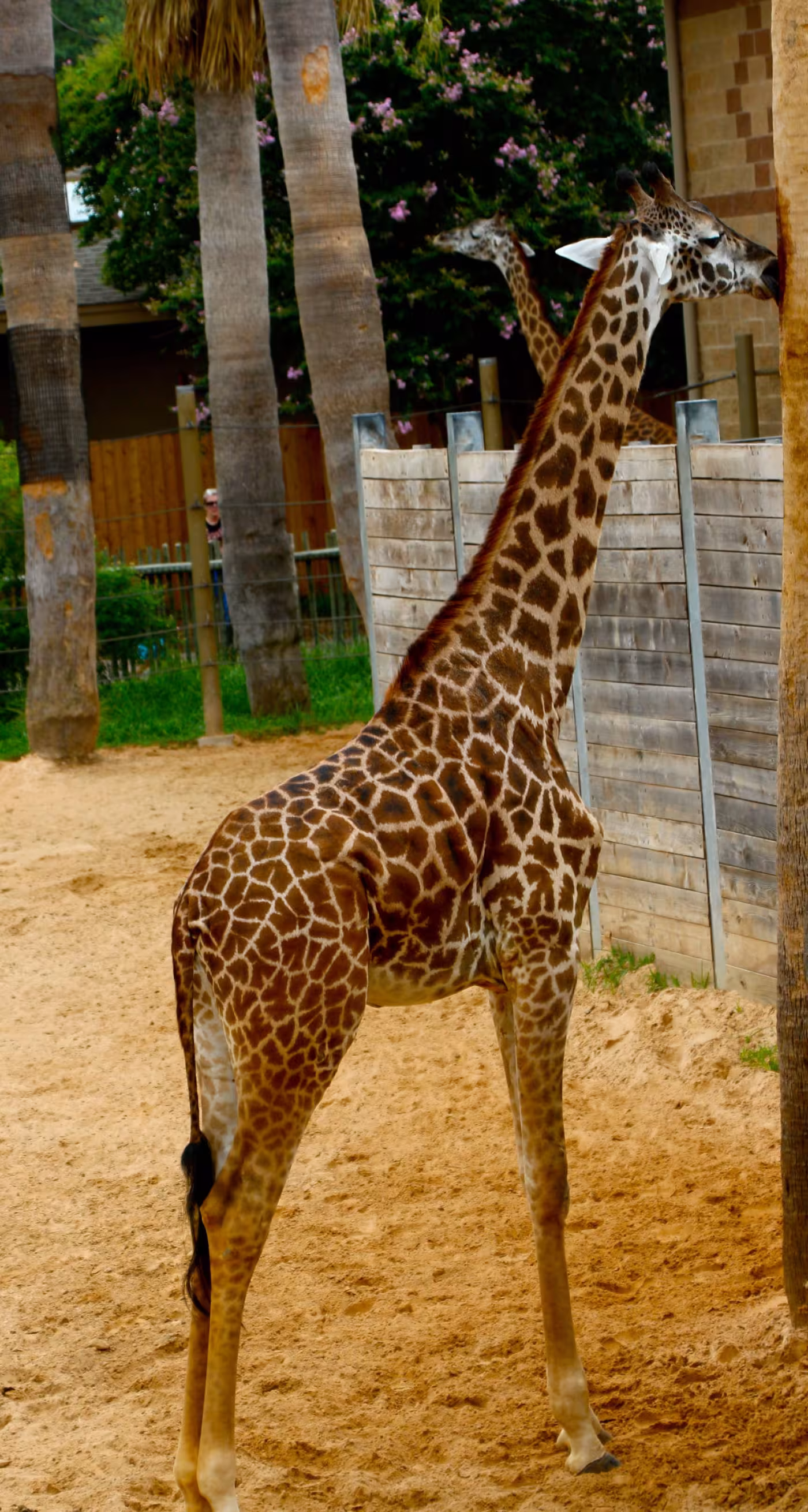Buzz interns loved learning about the giraffes.