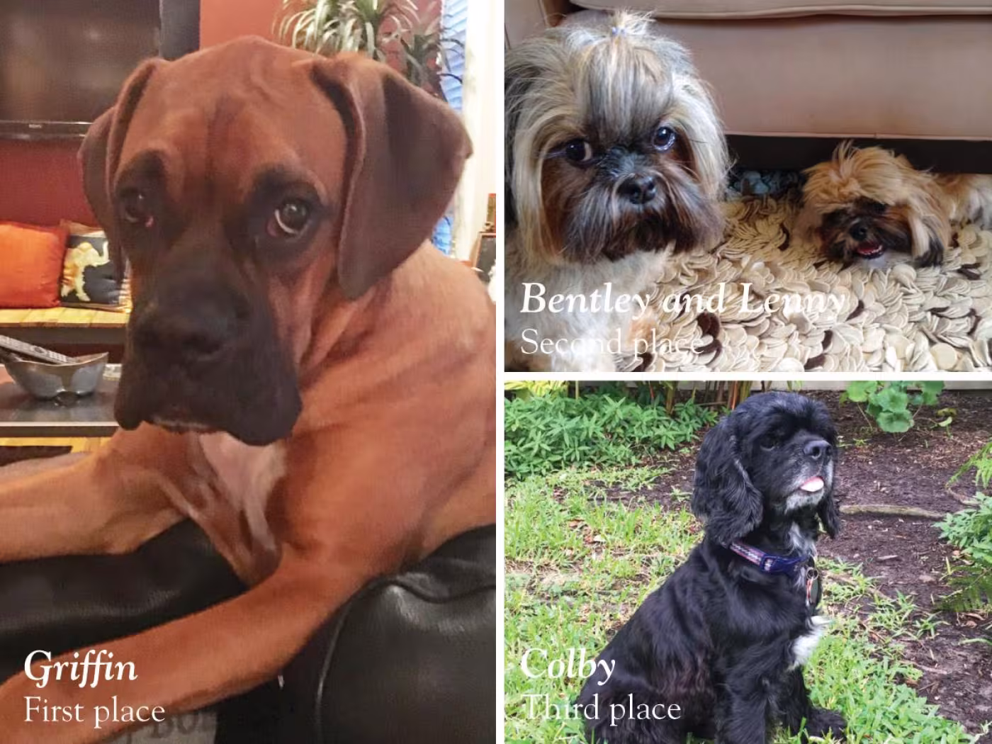 Pet of the Year Contest Winners