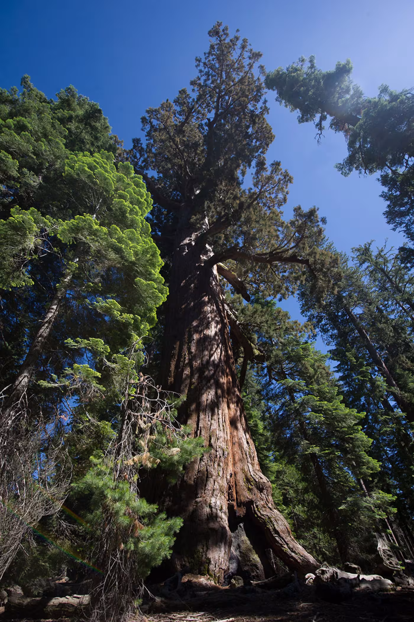 Sequoia National Park: Grizzly Giant