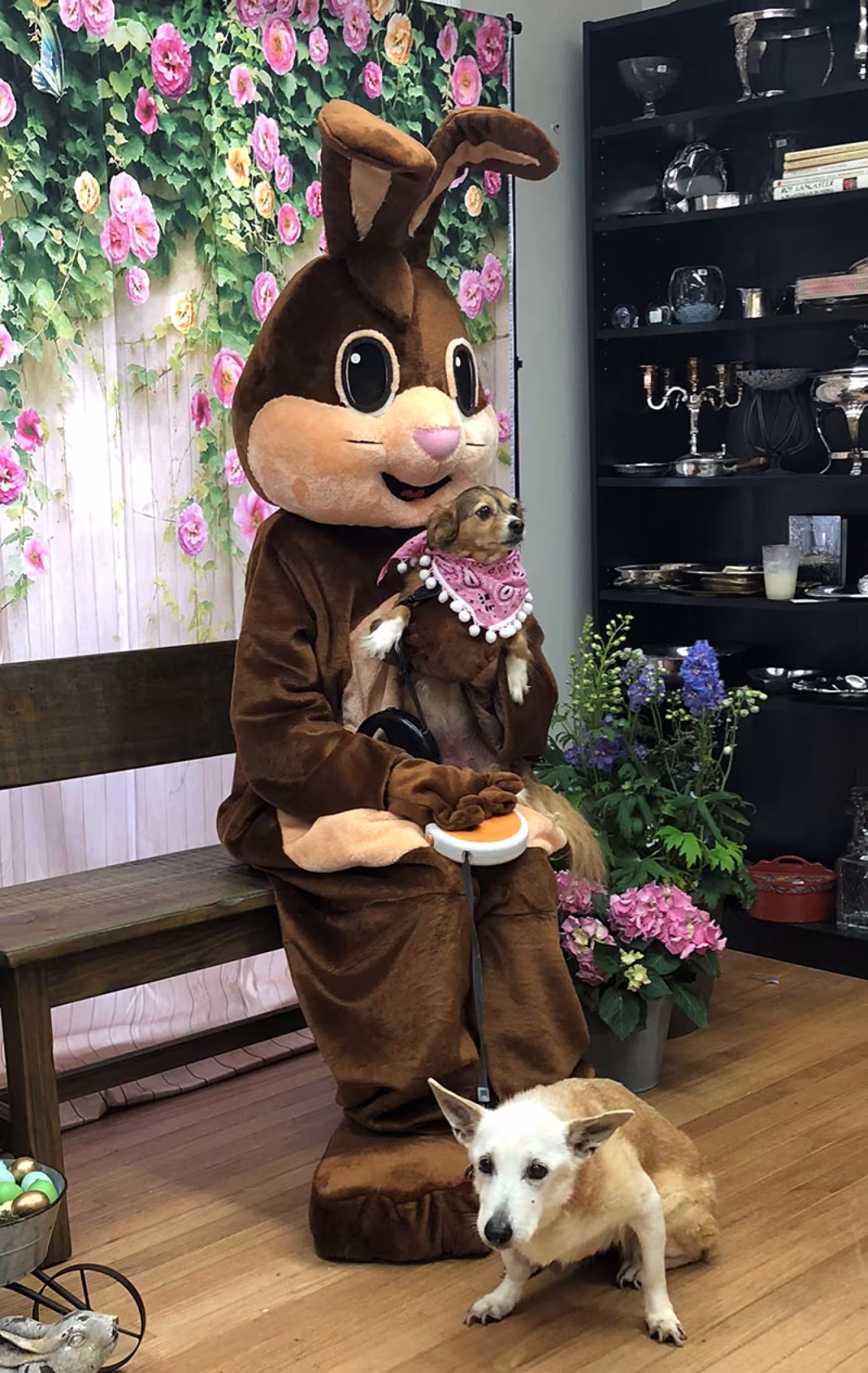 Houston Pets Alive! event