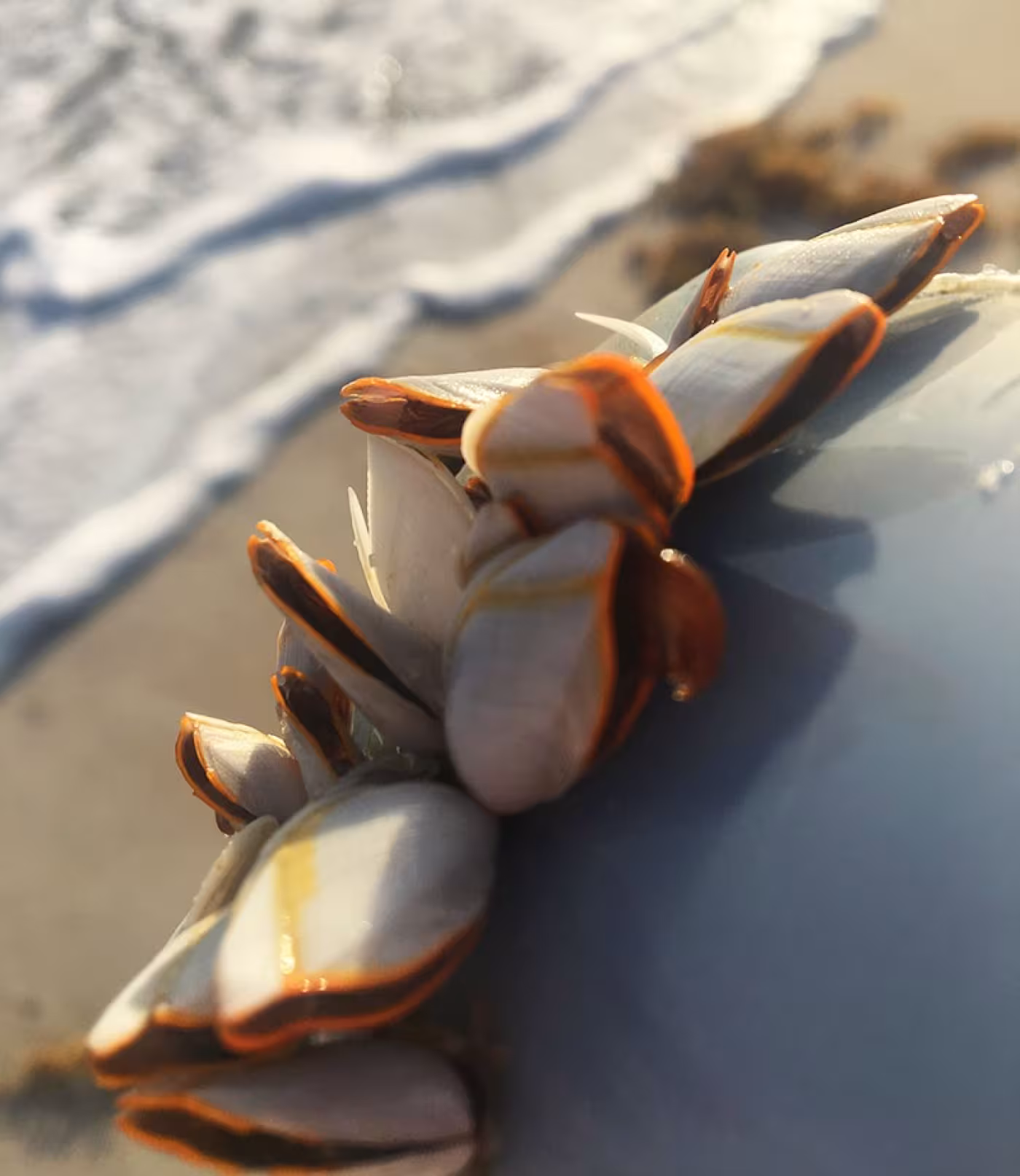 Sea plant in Florida