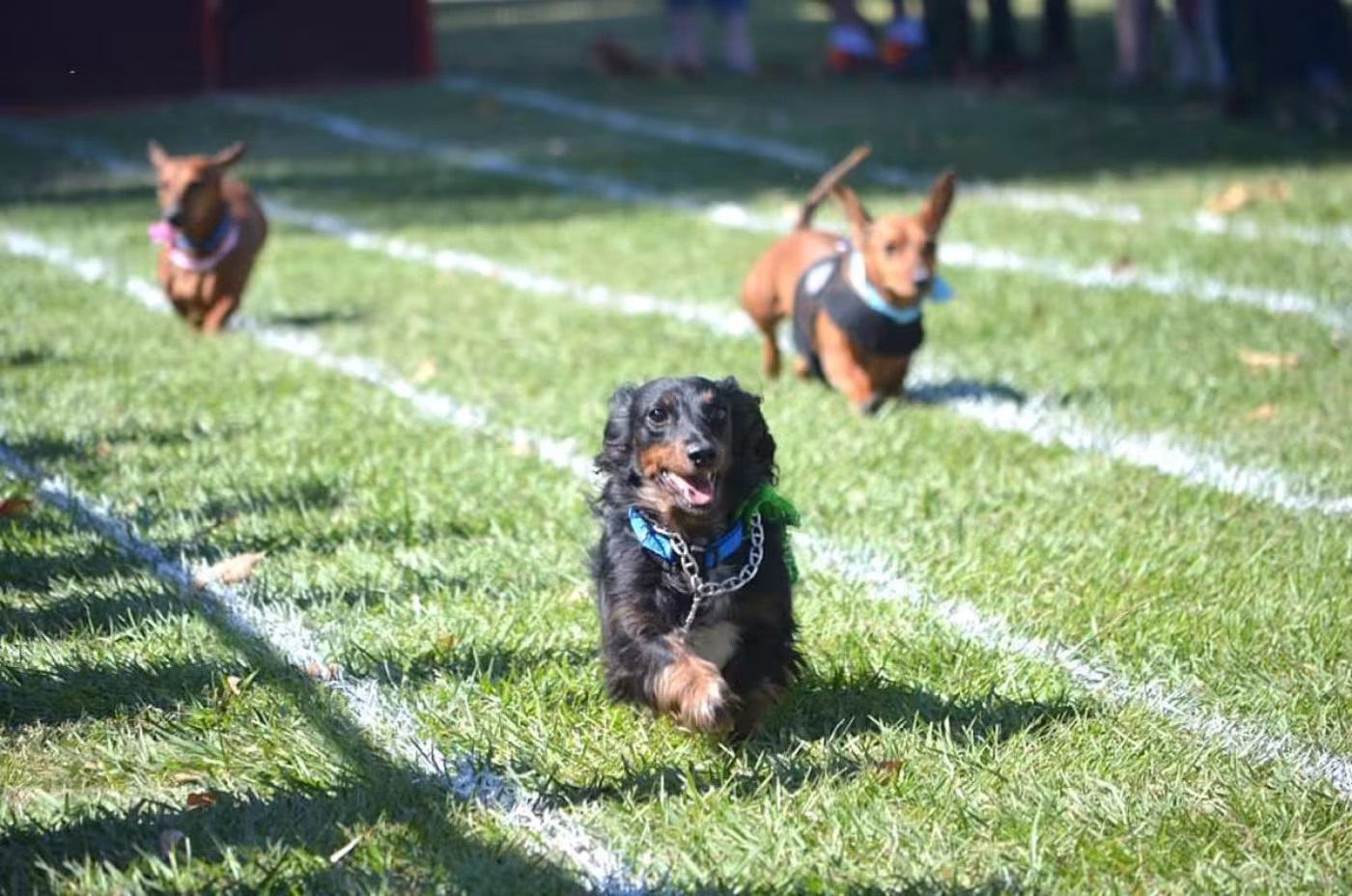 Weiner dog race