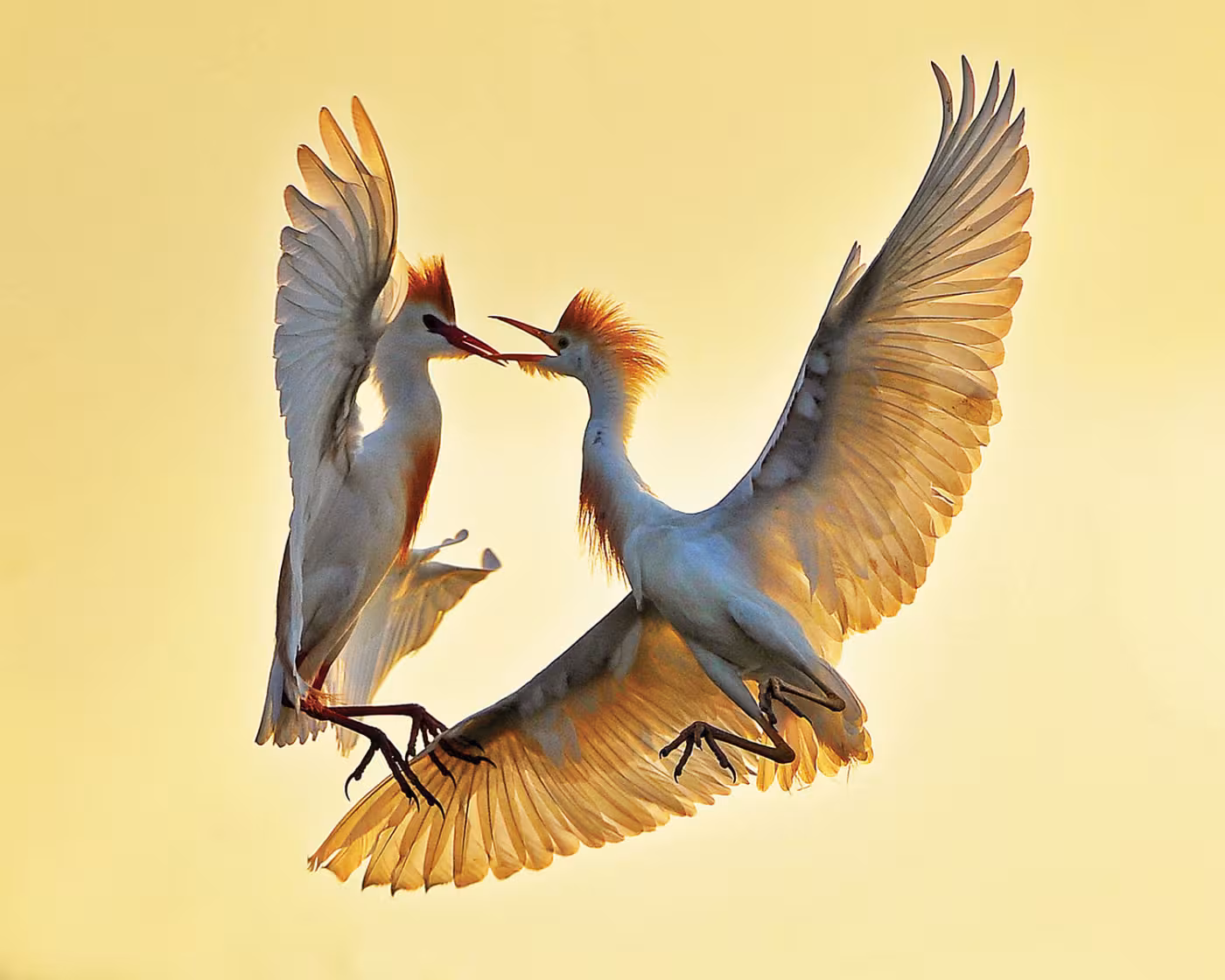 Cattle Egrets Fighting