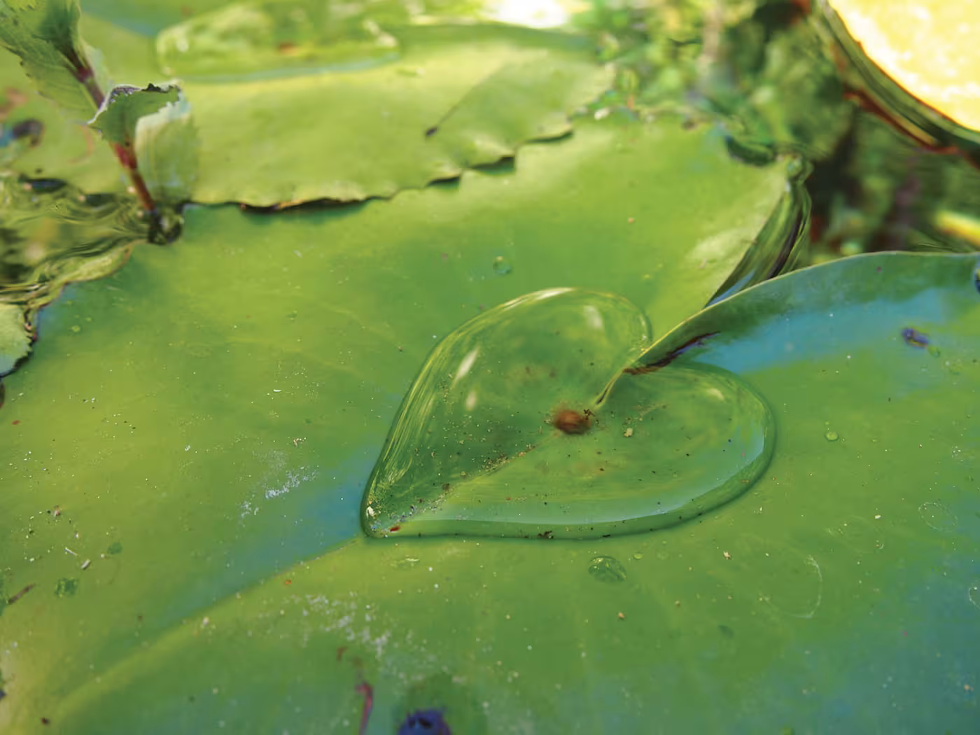 Love in Nature, Lovin’ Nature