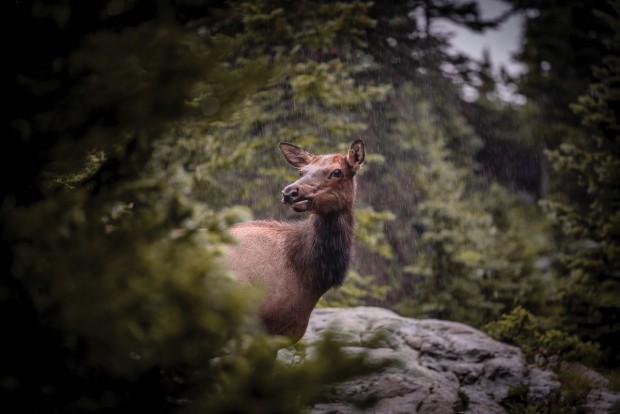 Elk in the Rocky Mountain Mist