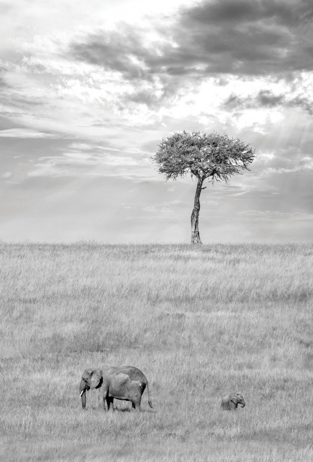 First Place, Baby Elephant