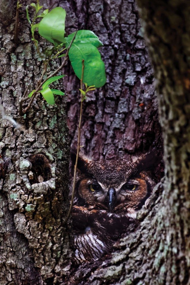 Fourth Place, Great Horned Owl