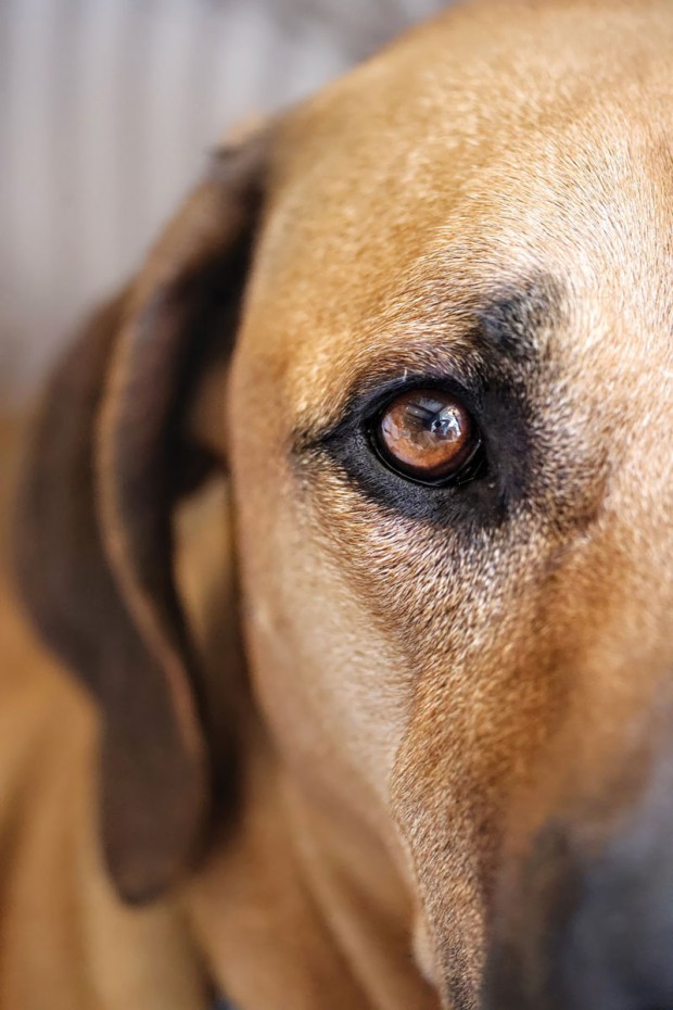 Fifth Place, Hank the Rhodesian Ridgeback