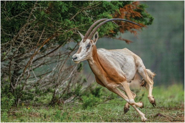 Third Place, Galloping Oryx