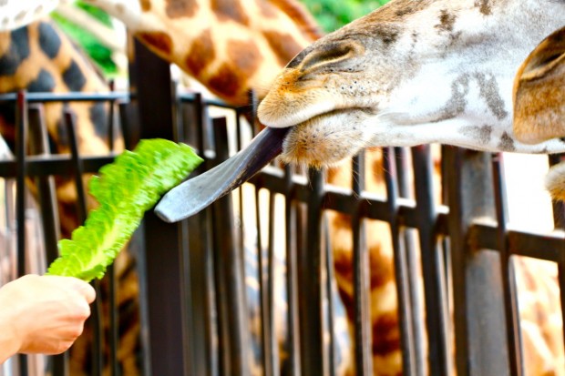 Buzz interns learned that giraffe tongues are black to avoid sunburn.