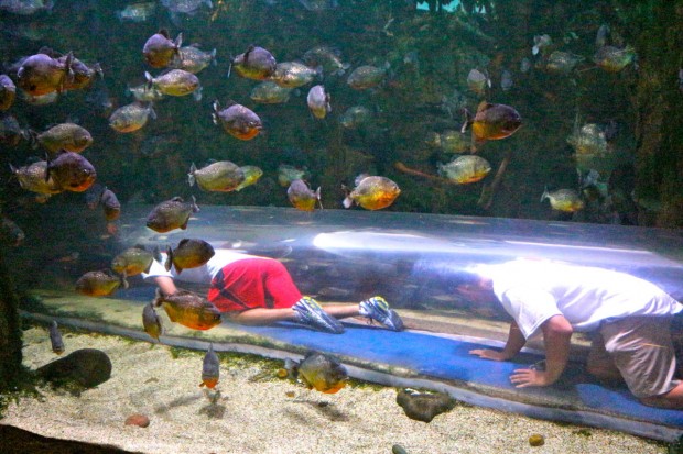 Interns Mark and Jacob crawled through the clear tube that went through the piranha exhibit. Luckily, they got out before the herd of shouting children came running through the tunnel.