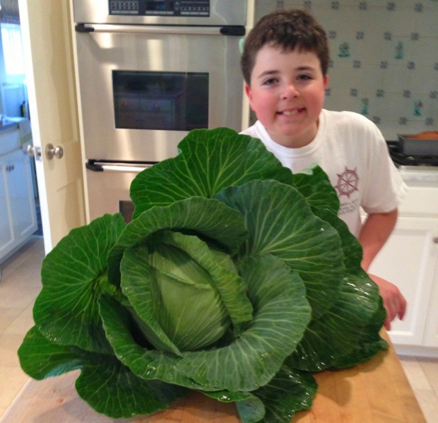 Cabbage