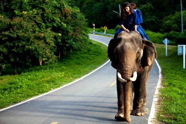 Gabi and her elephant, Plai Thong, in Lampang, Thailand on her 2013 trip.