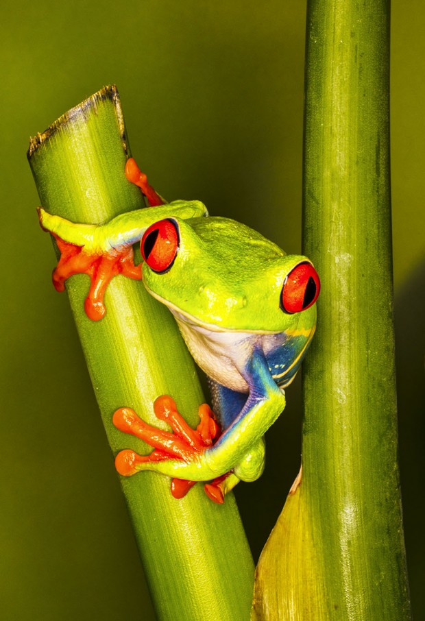 Red eyed Green Tree Frog