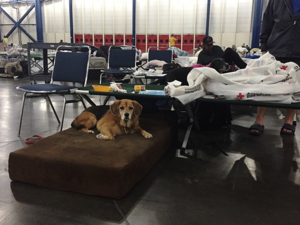 Rescued Pets Movement volunteers Rescued Pets Movement volunteers