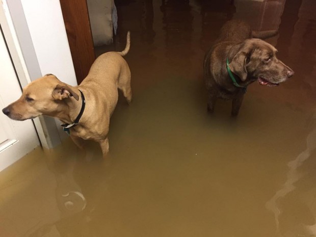 Dogs in flood water