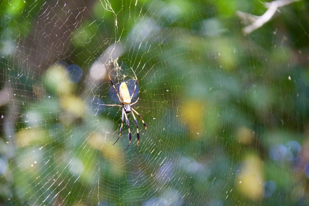 A golden silk orb-weaver 