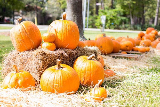 Pumpkins