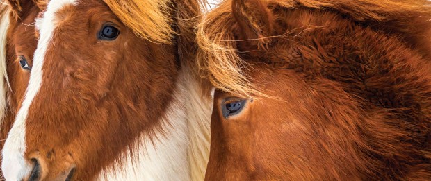 Icelandic Horses