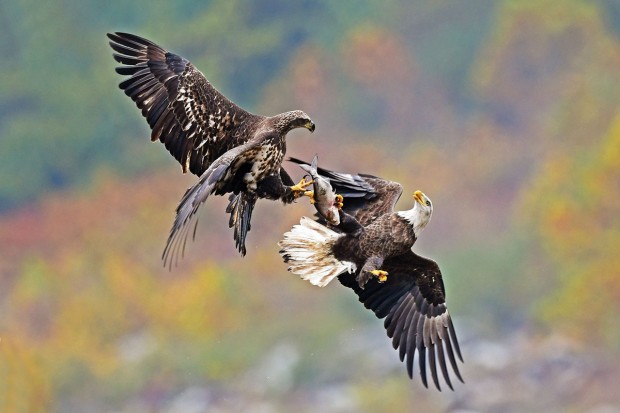 Bald Eagles Fight