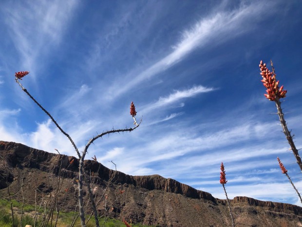 Ocotillo blossoms