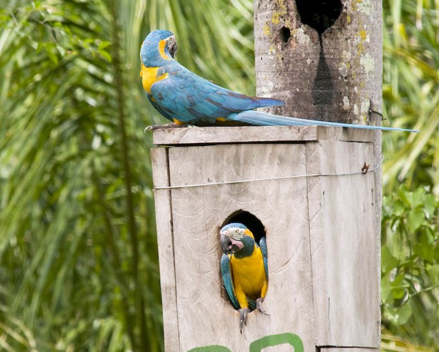 Blue-throated Macaws