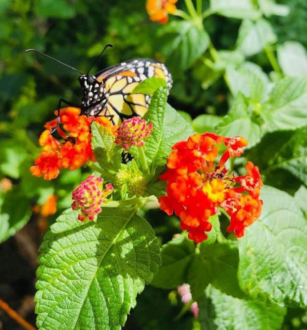 Monarch butterfly