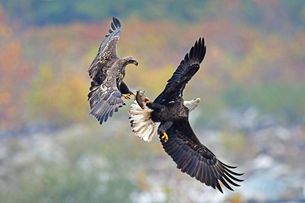 Bald Eagles Fighting for a Fish