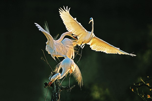 Great Egrets During Breeding Season